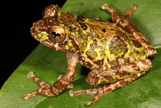 Illustration for article titled Scientists find 8 impossibly adorable new frogs in a single forest
